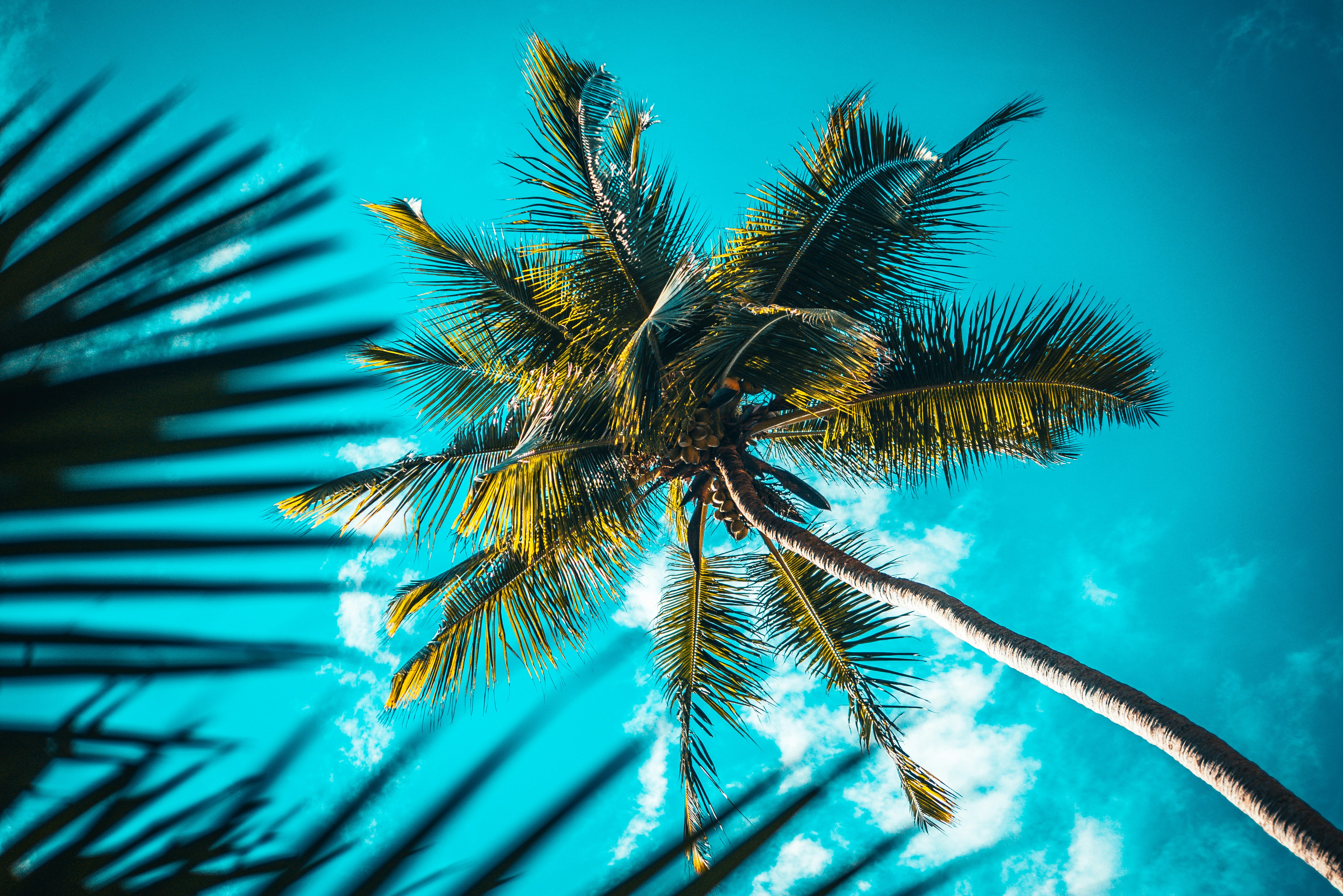 green palm tree under blue sky during daytime