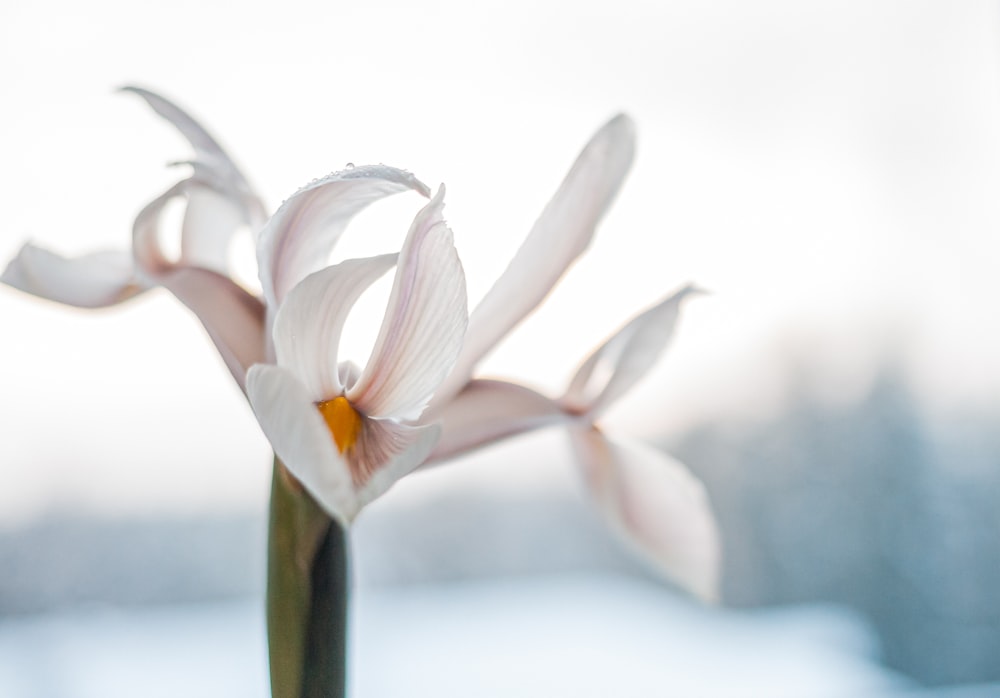 white and yellow flower in tilt shift lens