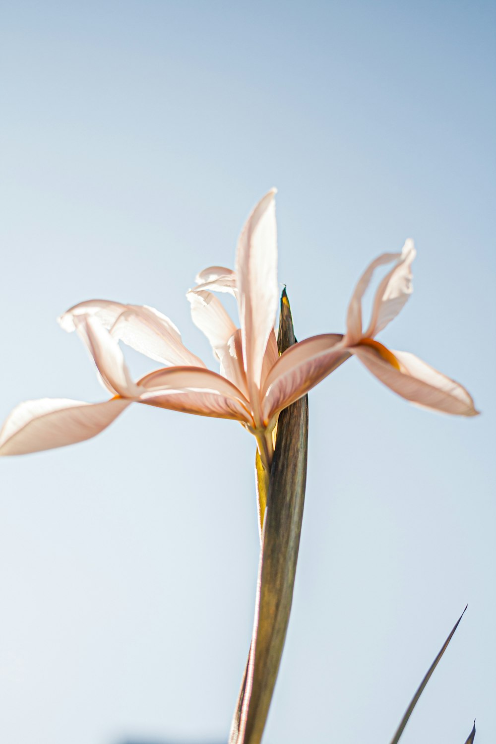 white and yellow lily in bloom