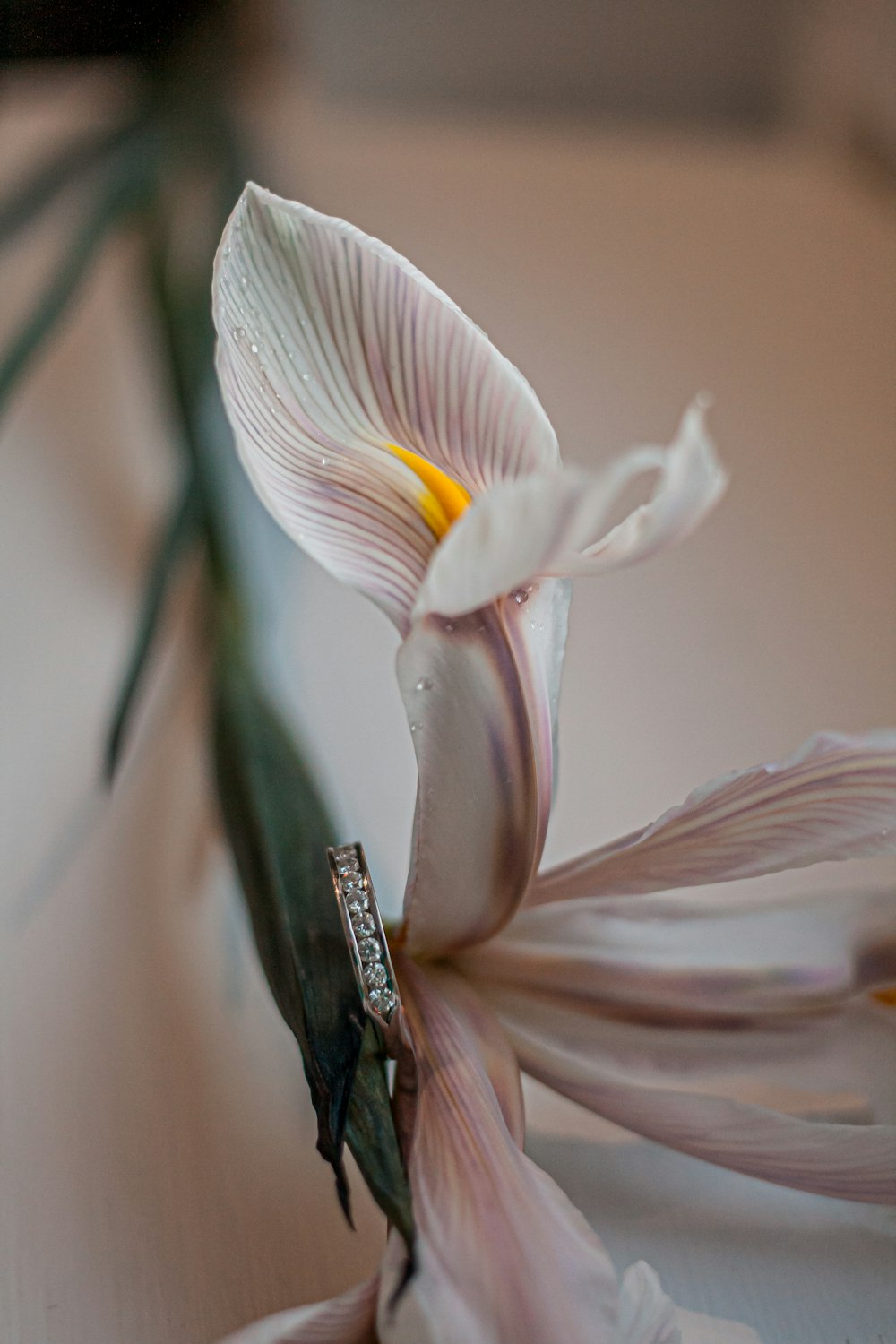 white and pink flower in macro shot