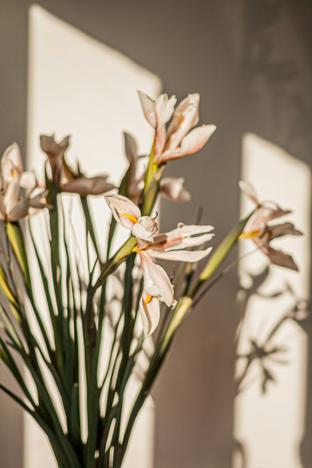 white and yellow flowers in tilt shift lens