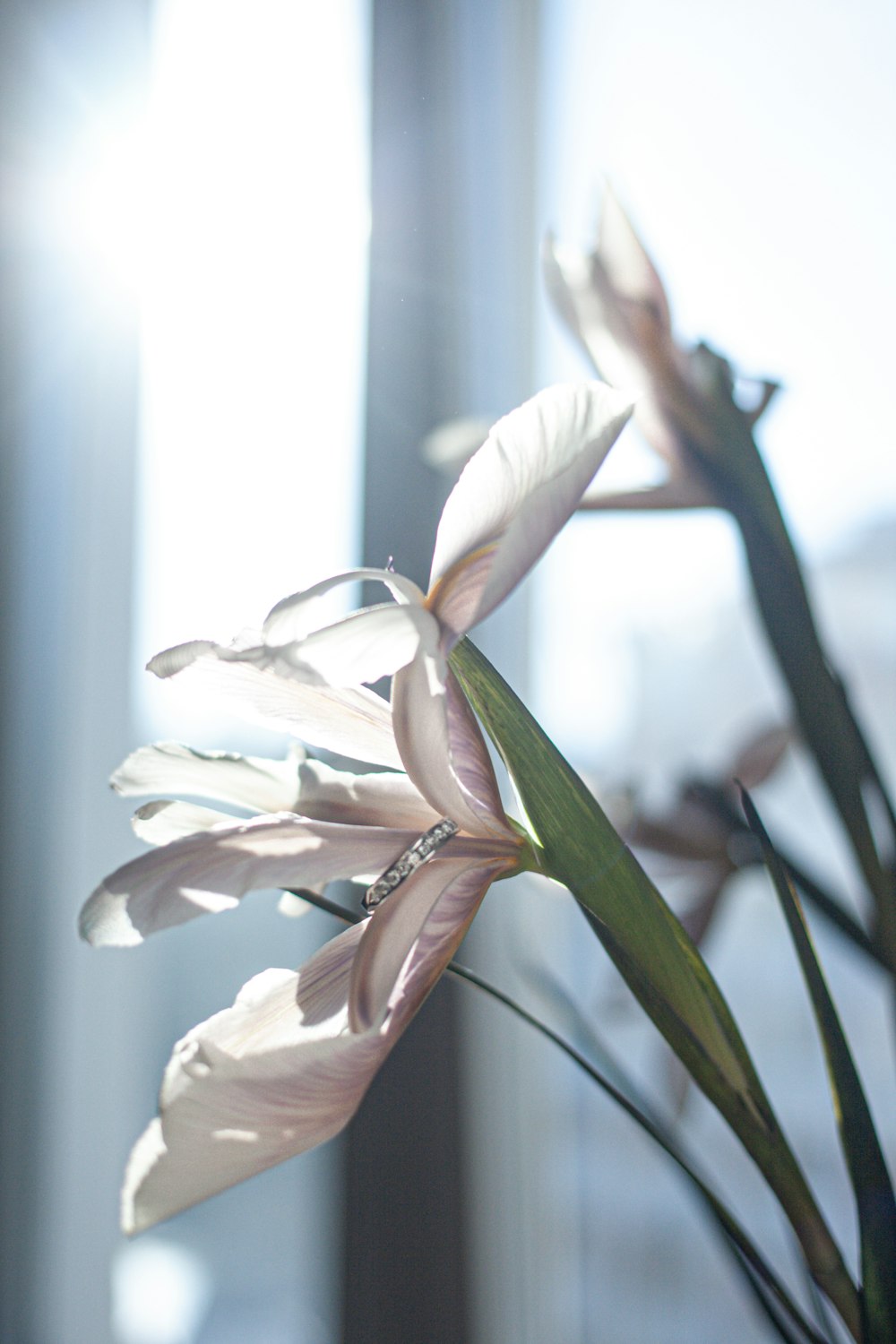 white lily in bloom during daytime