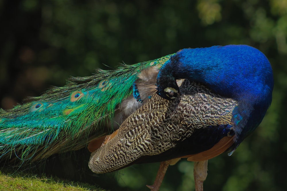 クローズアップ写真の青と緑の孔雀