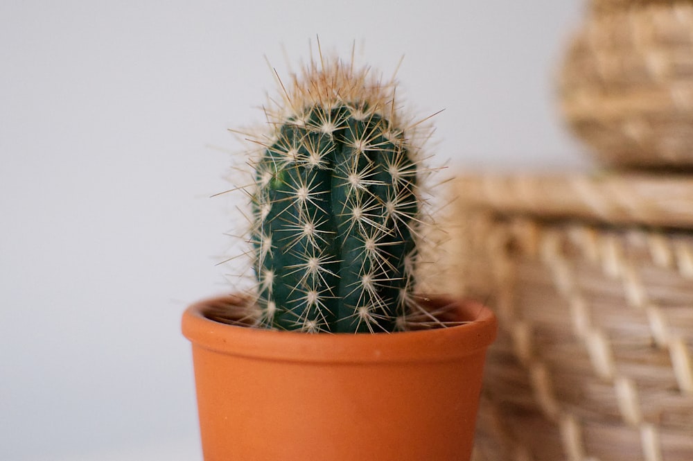 green cactus plant on brown clay pot