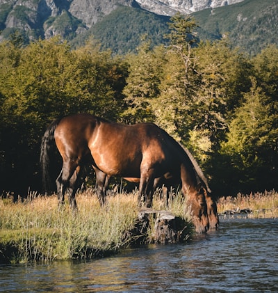 brown horse on green grass field near lake during daytime
