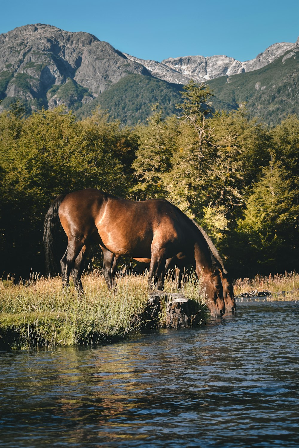 brown horse on green grass field near lake during daytime