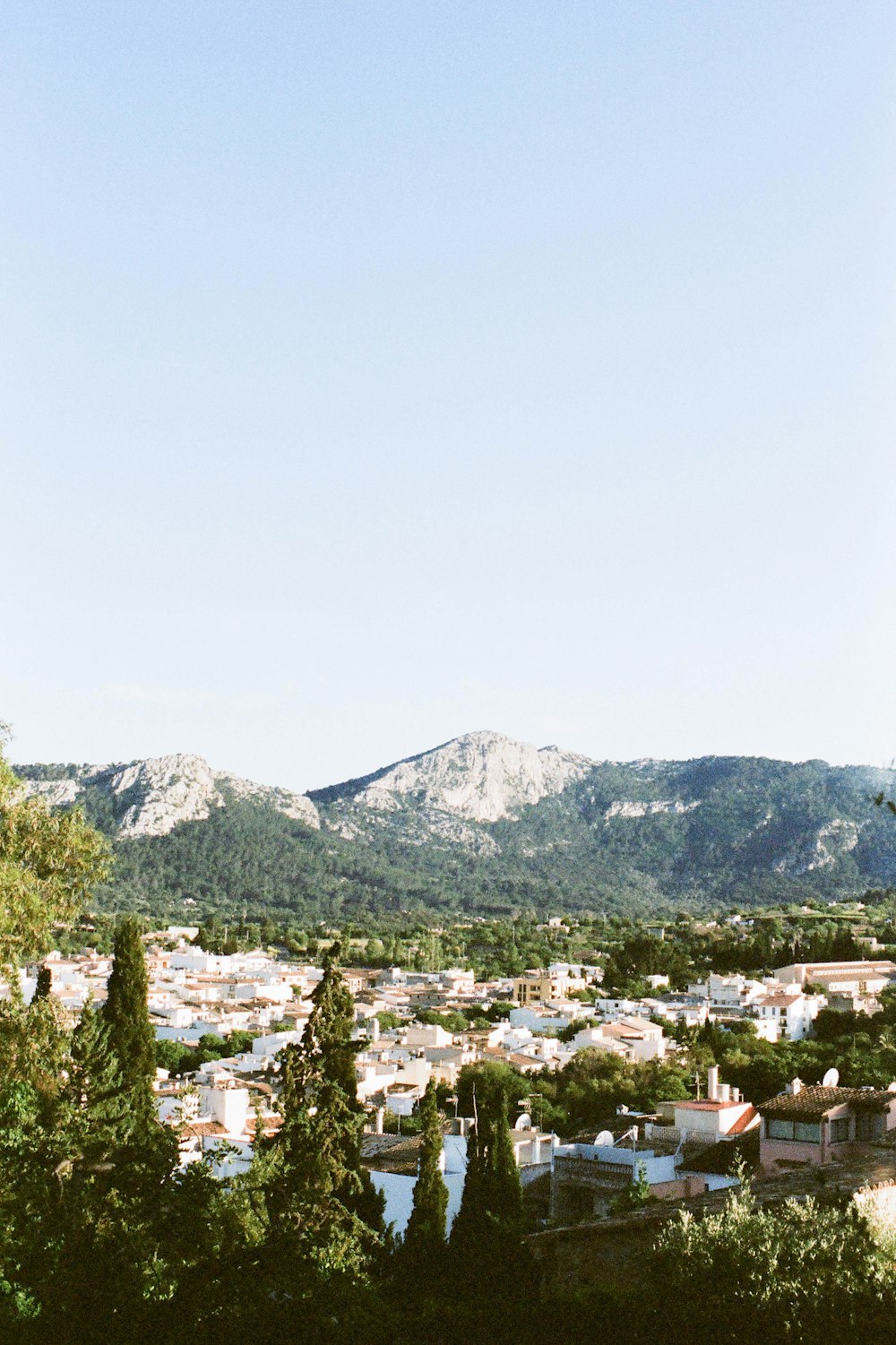 green trees and mountain during daytime