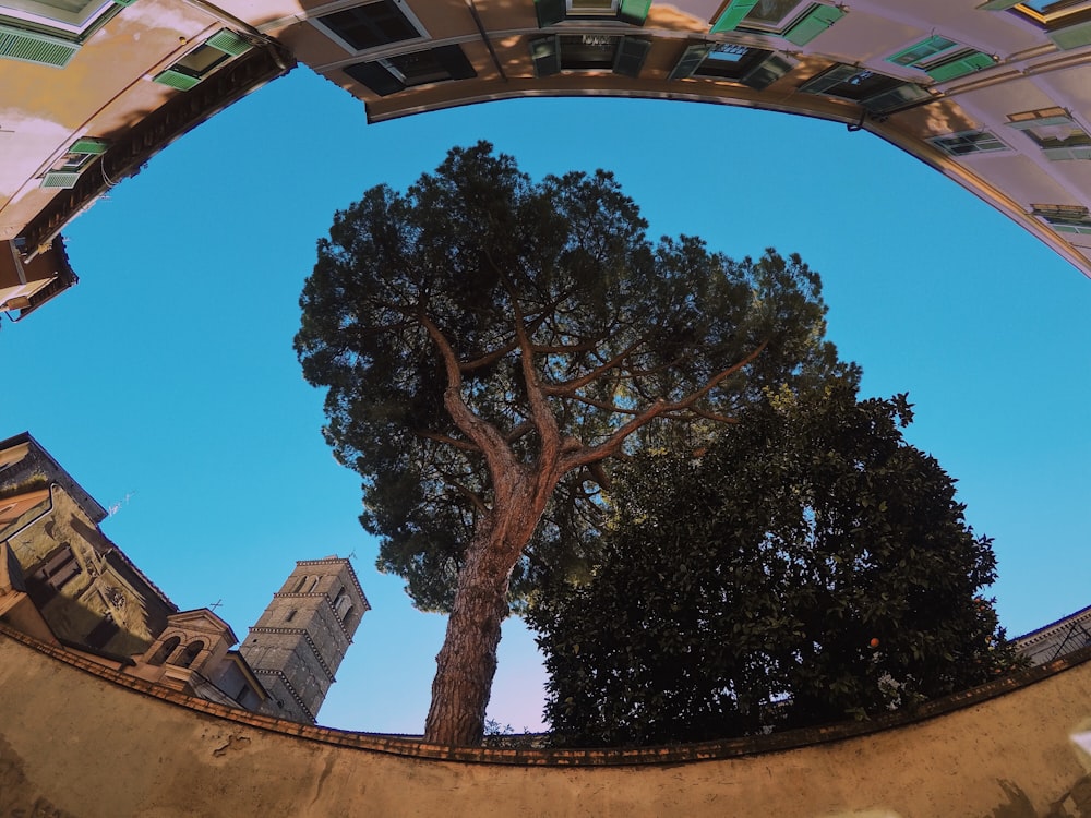 green tree under blue sky during daytime