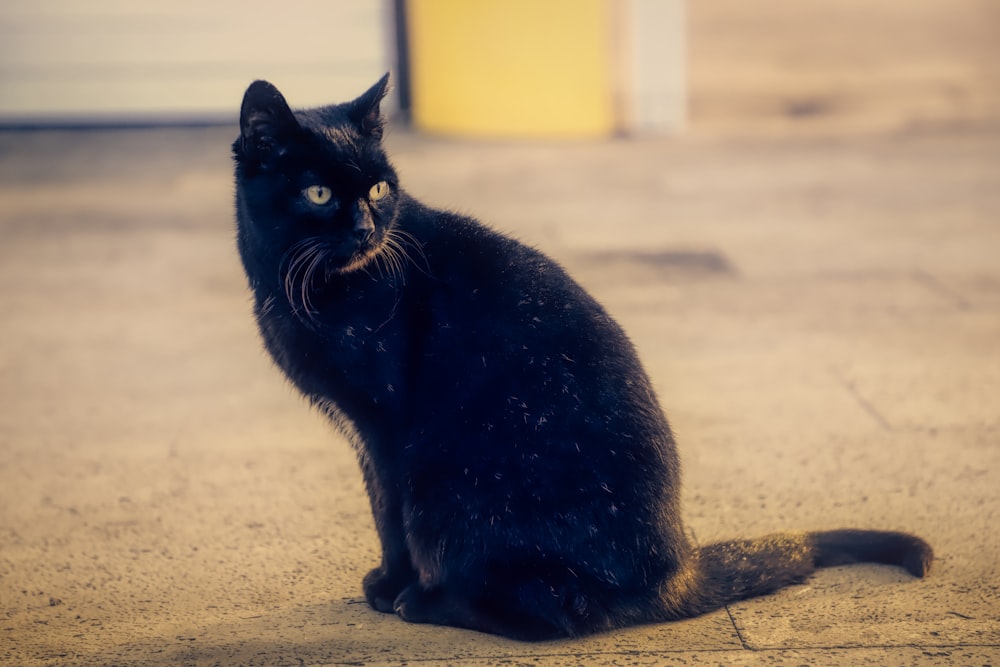 black cat on gray concrete floor