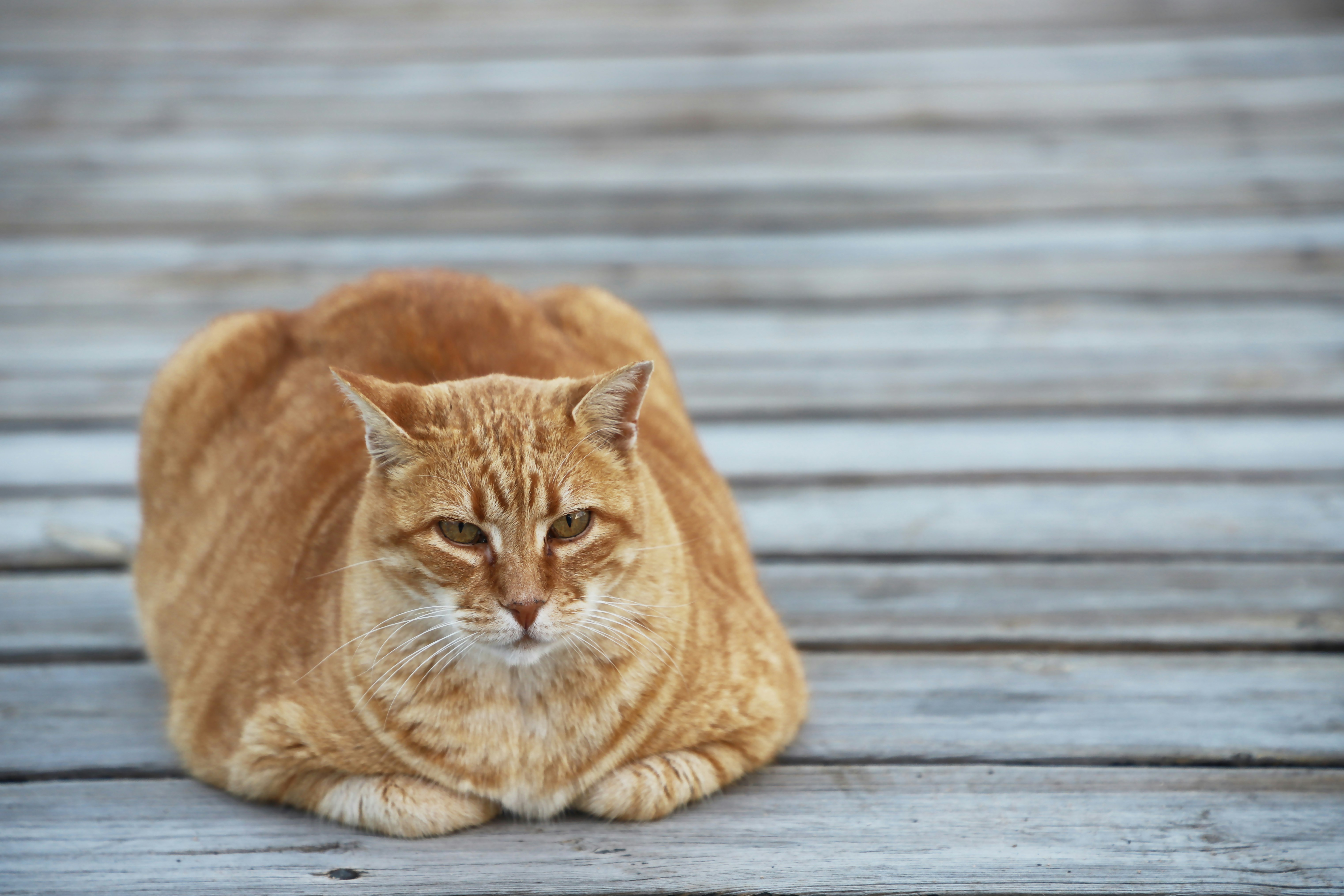 orange tabby cat on wooden floor