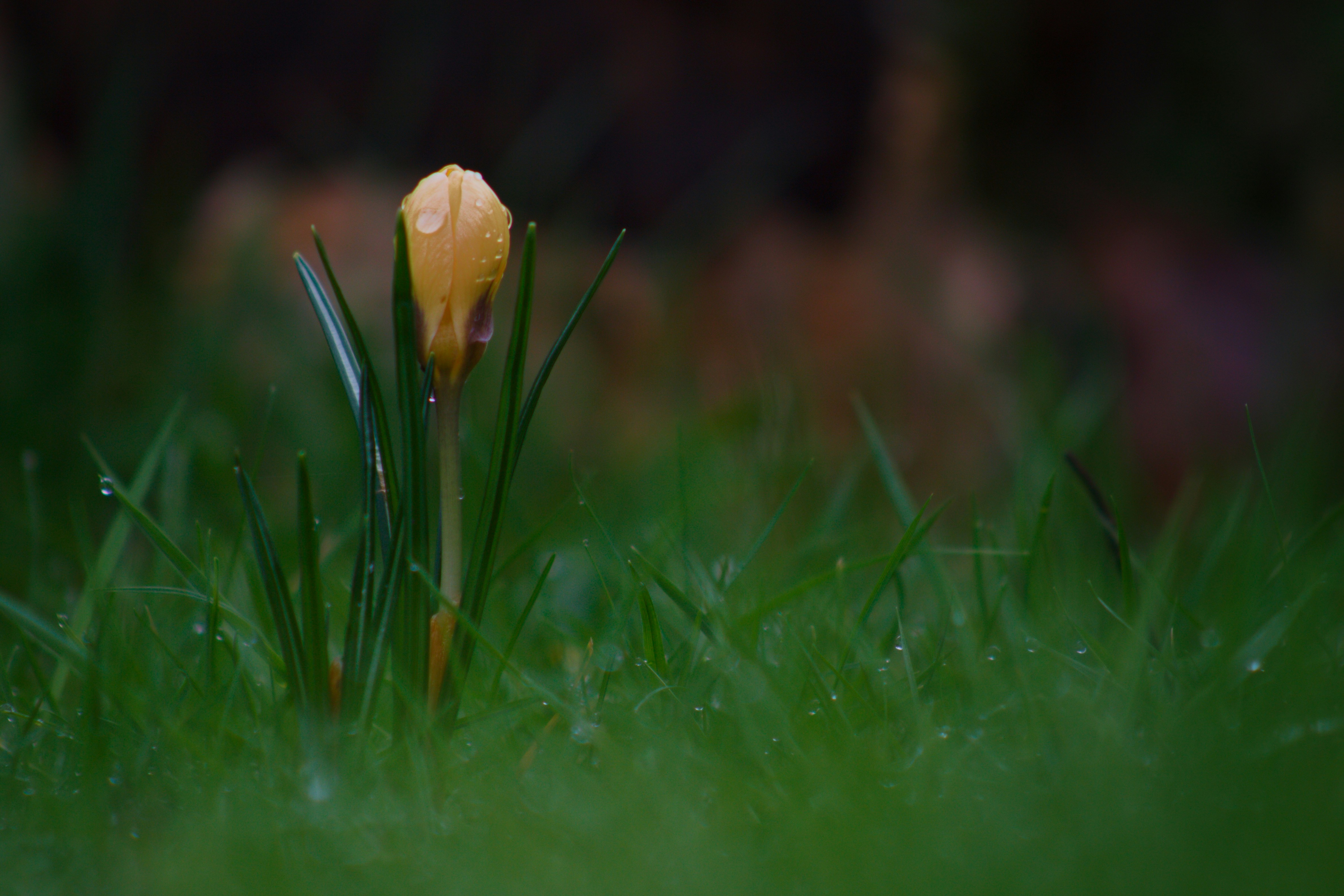 Photo by ncarterwilts