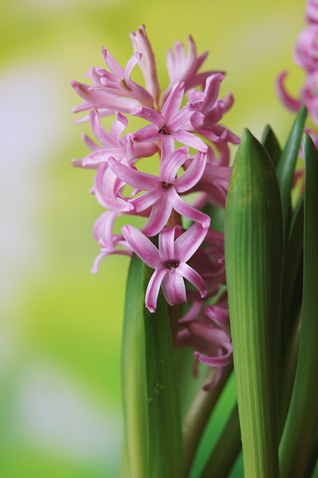 purple flower in macro lens