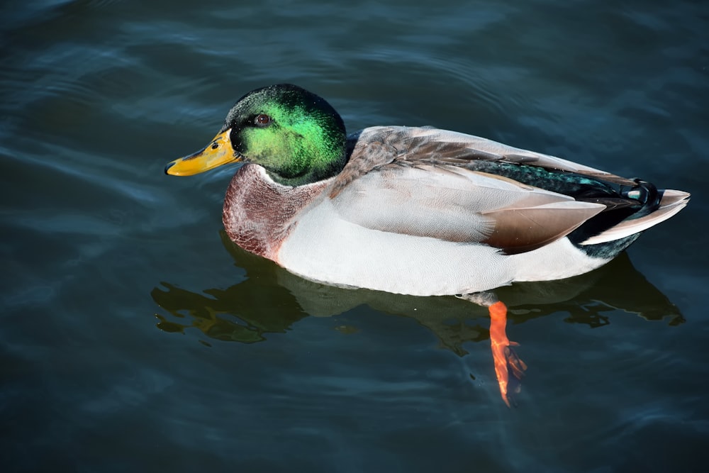 white and green mallard duck on water