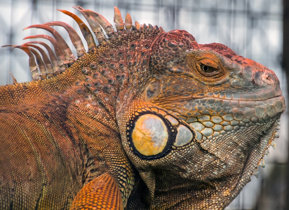 brown and black iguana in close up photography