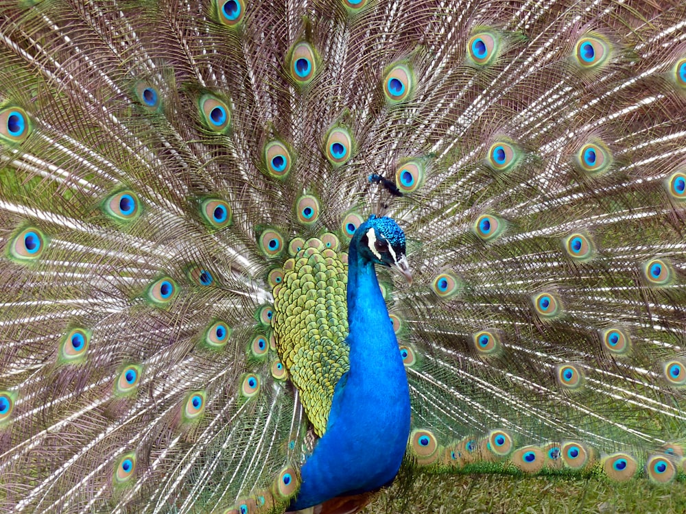 a peacock with its feathers spread out