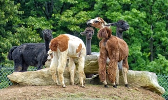 A group of alpacas standing together on a rocky hill with a lush, green forest in the background. The alpacas have varying fur colors including brown, white, and black, and they appear to be alert and curious.