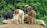 A group of alpacas standing together on a rocky hill with a lush, green forest in the background. The alpacas have varying fur colors including brown, white, and black, and they appear to be alert and curious.