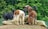 A group of alpacas standing together on a rocky hill with a lush, green forest in the background. The alpacas have varying fur colors including brown, white, and black, and they appear to be alert and curious.