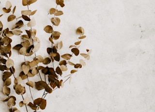 brown and black stones on white surface