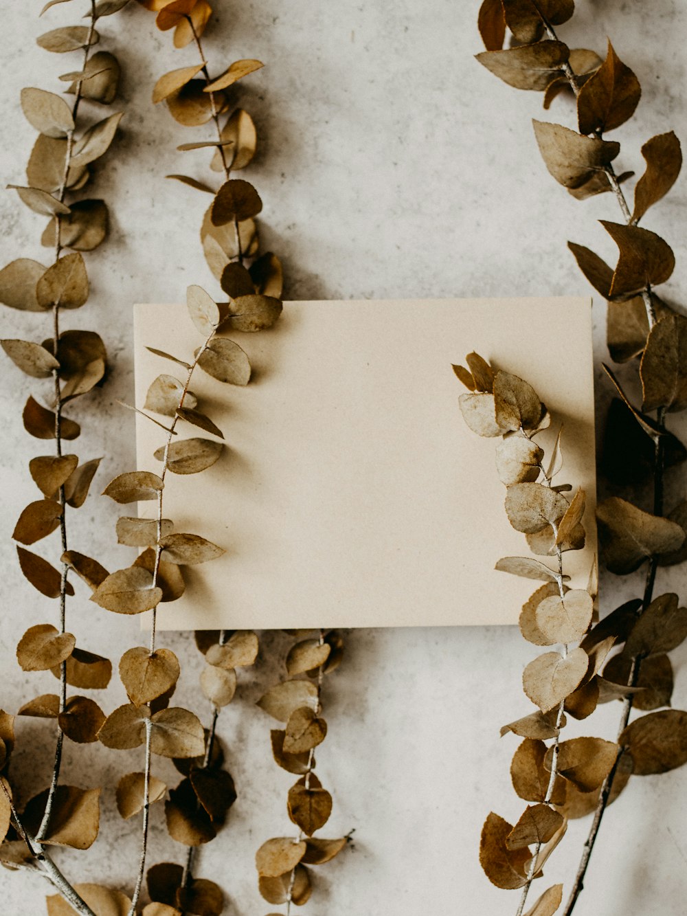 brown leaves on white surface