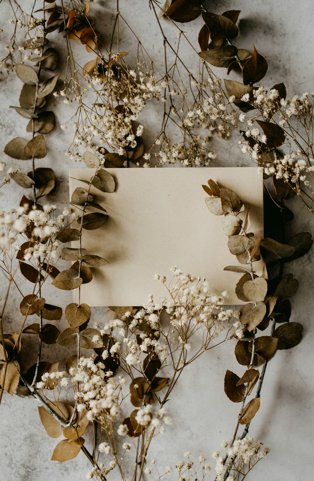 flores blancas en pared blanca