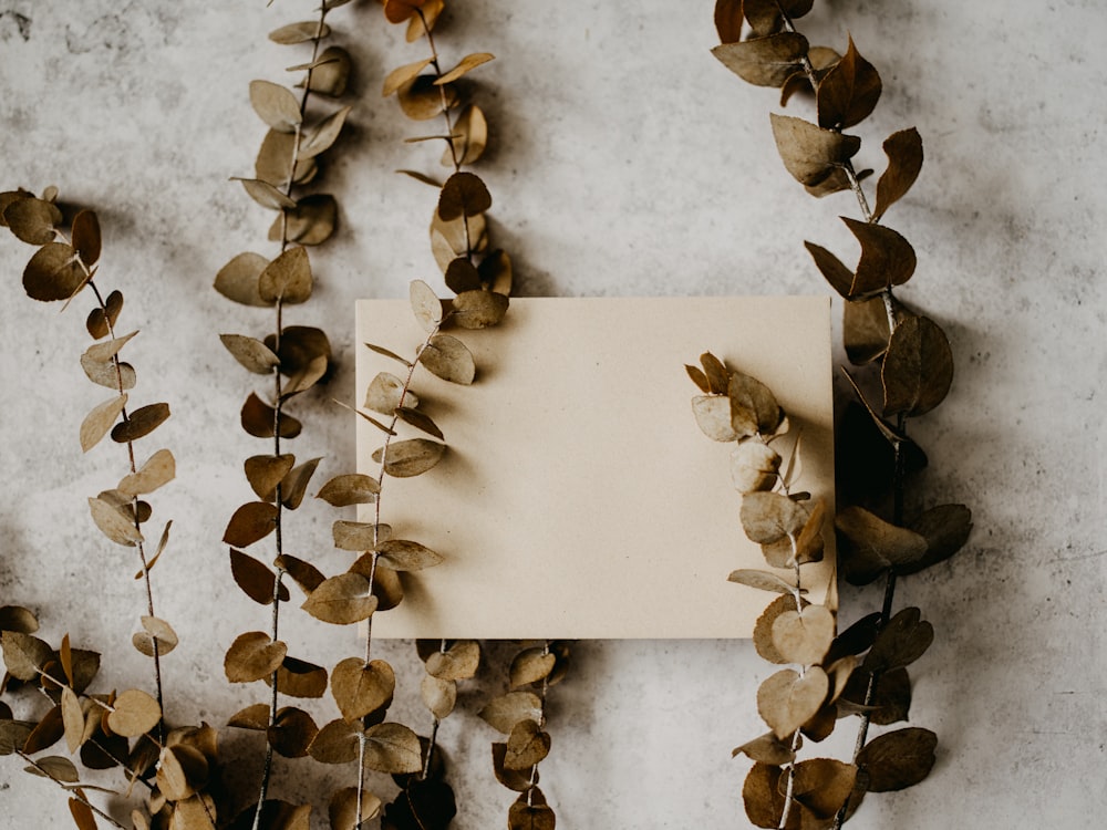 plante brune et blanche sur surface blanche