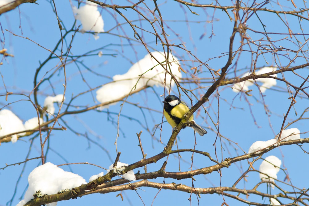 white and black bird on brown tree branch