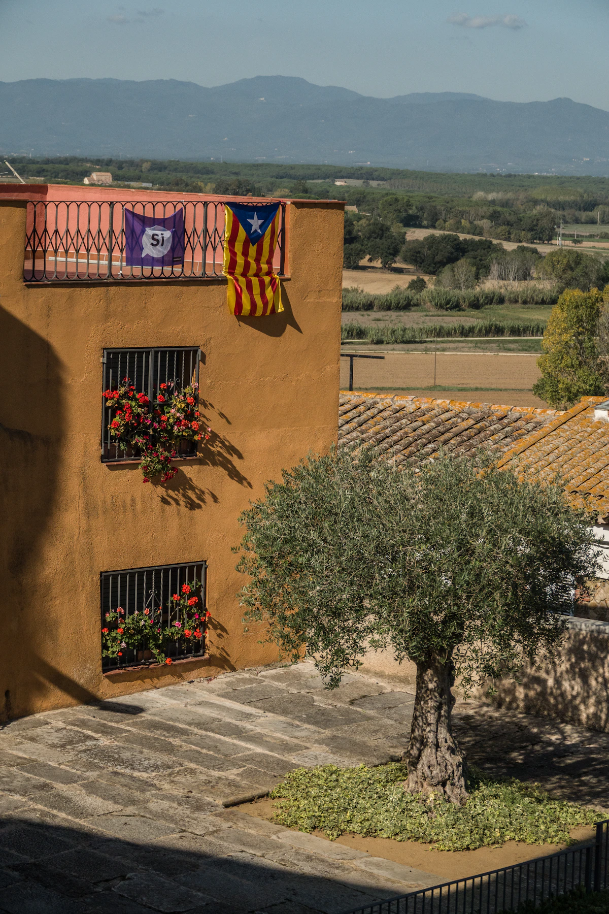 Spanish village house with old olive tree