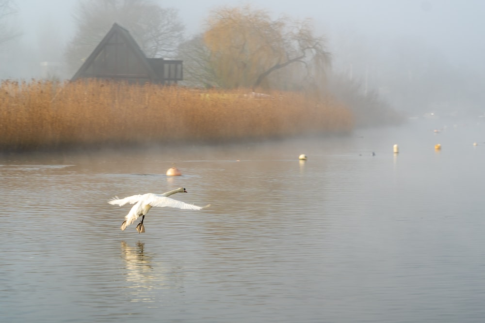 white swan on water near brown house during daytime