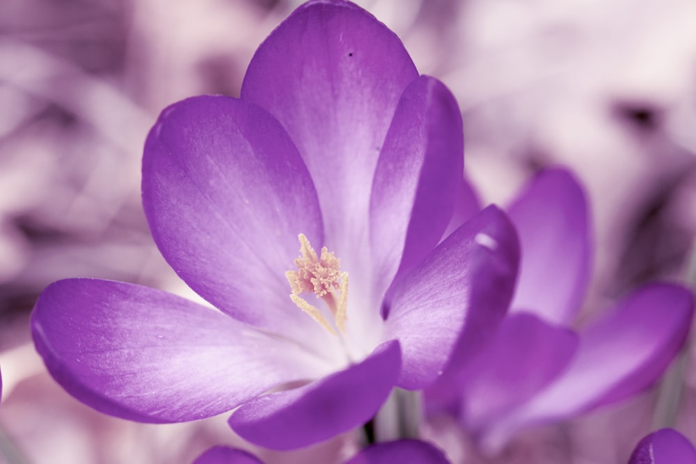 purple crocus in bloom during daytime