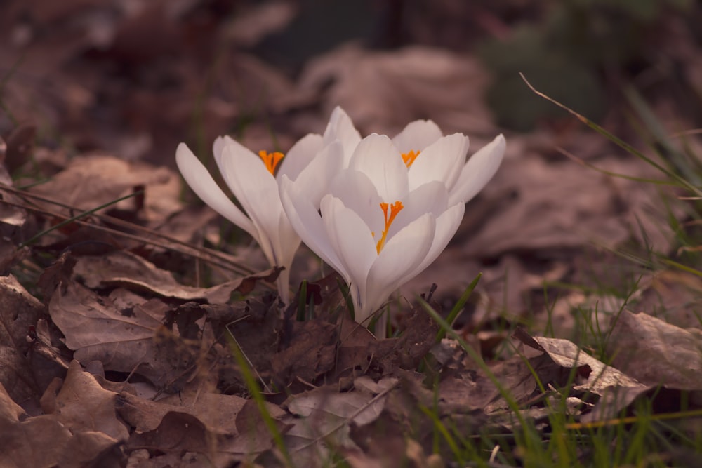 white flower on brown soil