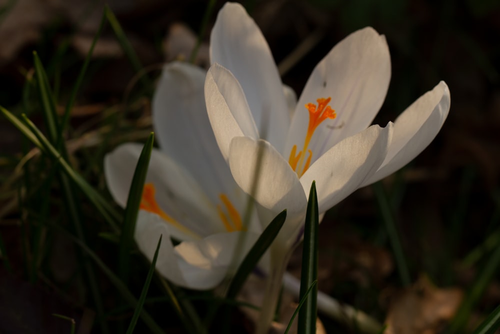 white crocus in bloom during daytime