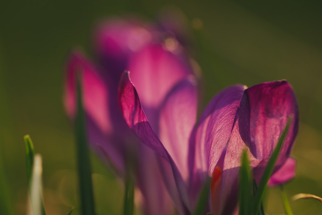 purple crocus in bloom during daytime