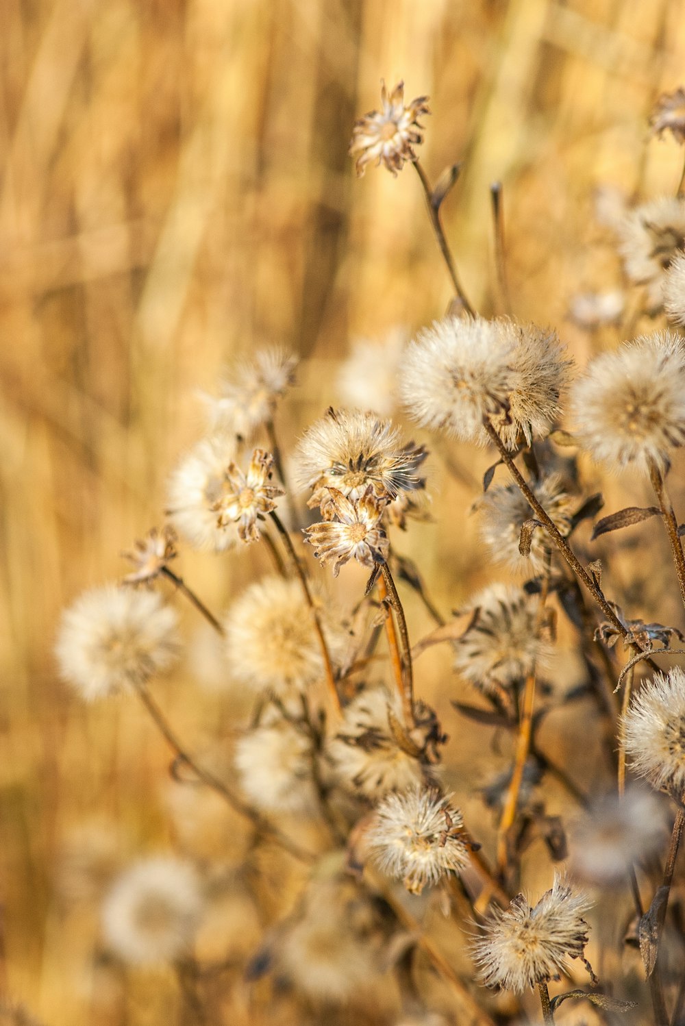 white dandelion in close up photography