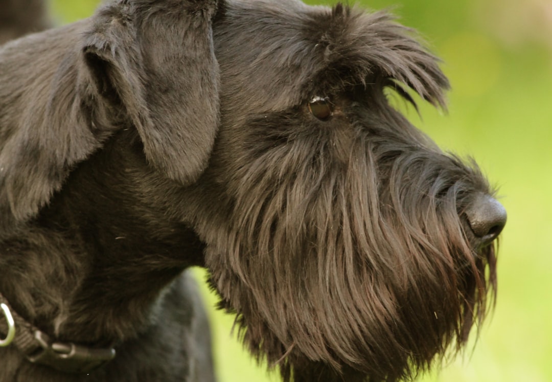 black long coat small dog