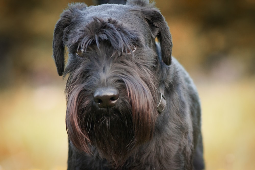 black long coat large dog