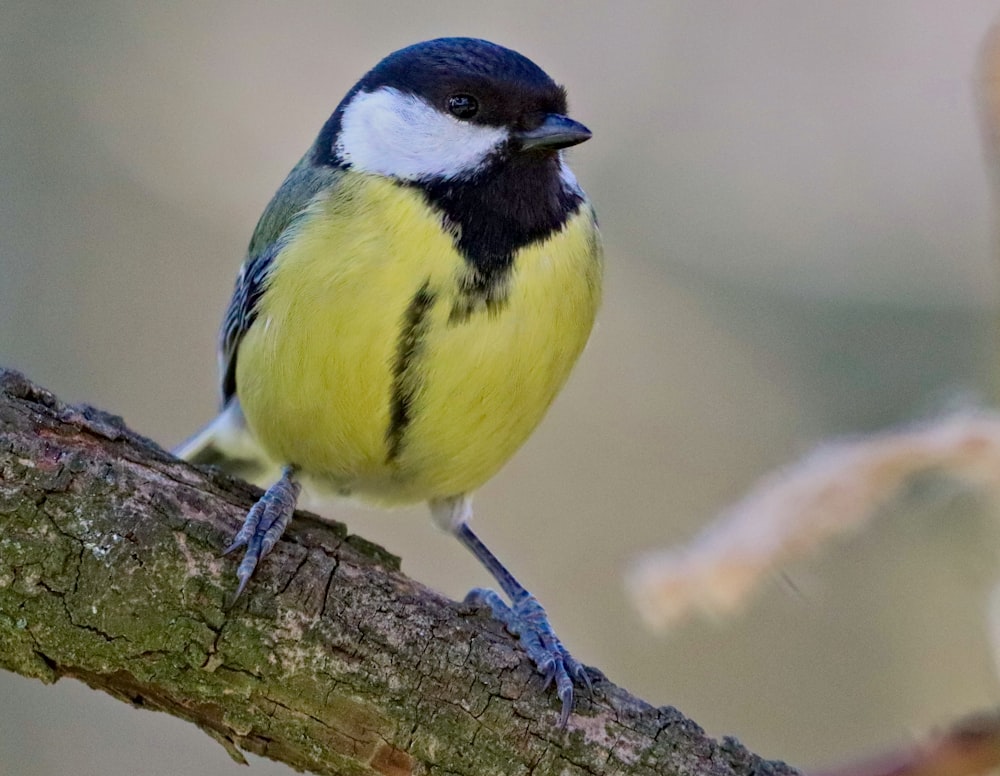 yellow white and blue bird on brown tree branch