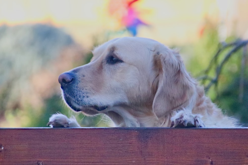 golden retriever puppy lying on wooden floor during daytime