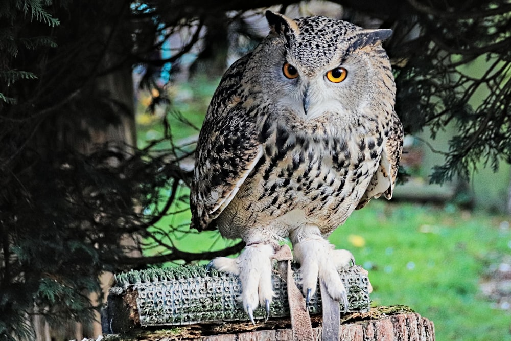 white and black owl on brown wooden fence during daytime