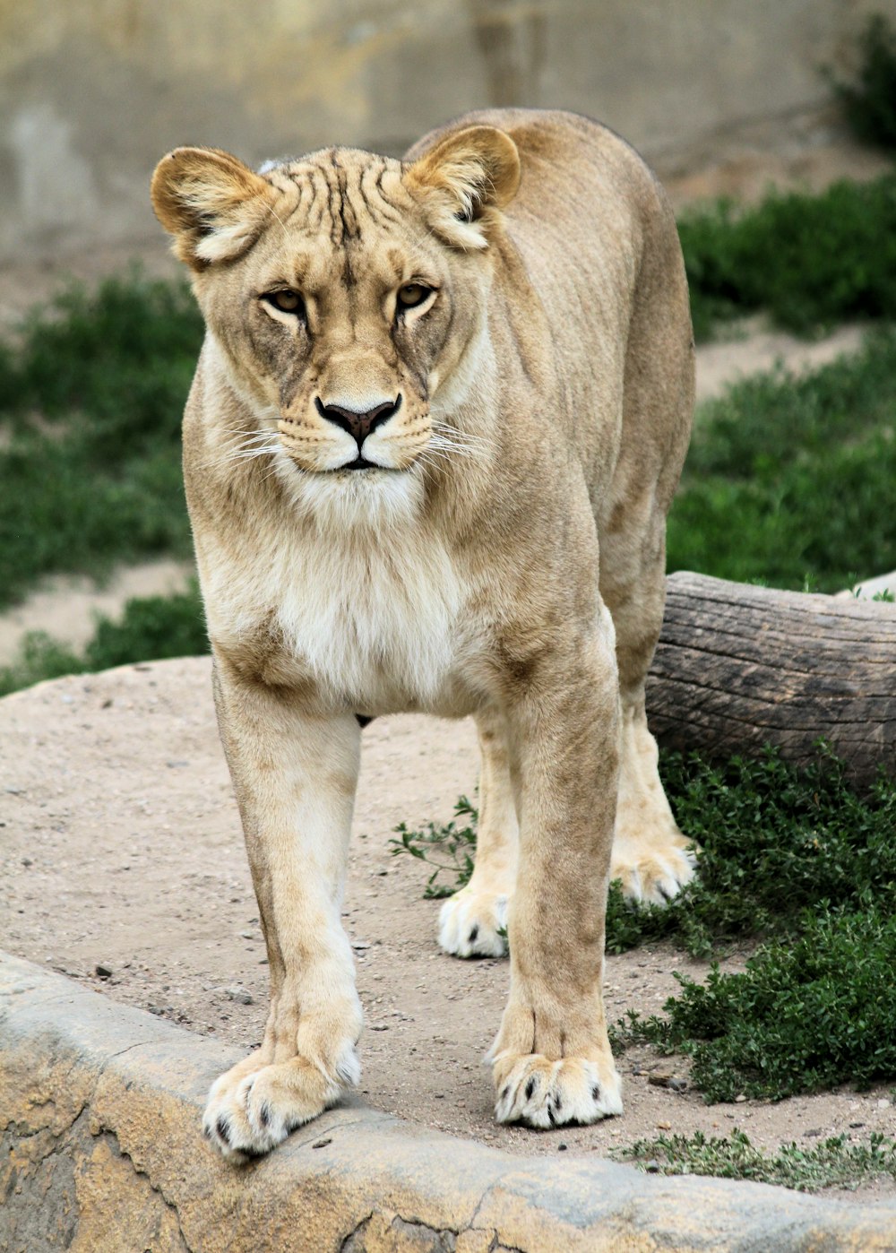 brown lioness lying on gray concrete floor during daytime