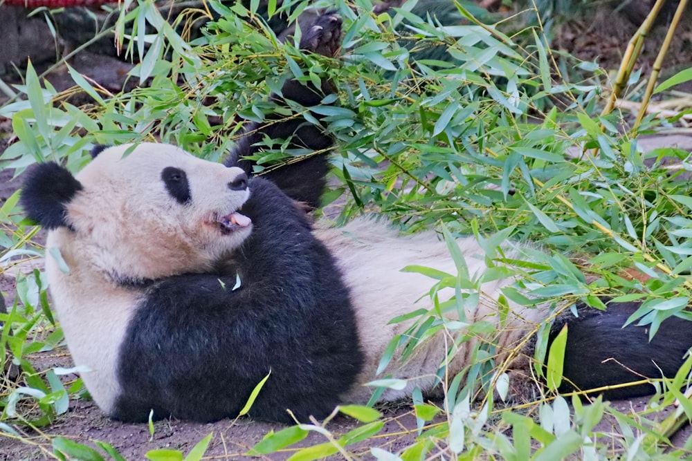 panda bear on green grass during daytime