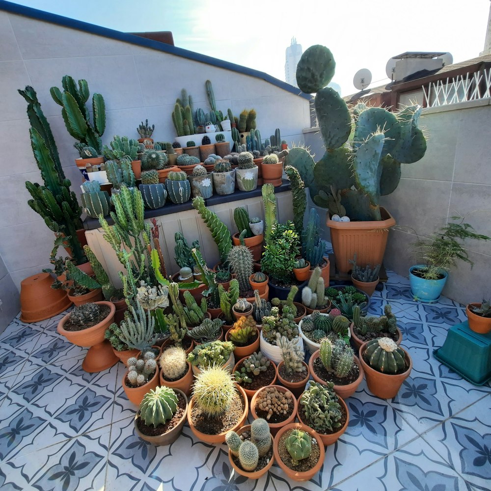 green cactus plants on brown clay pots