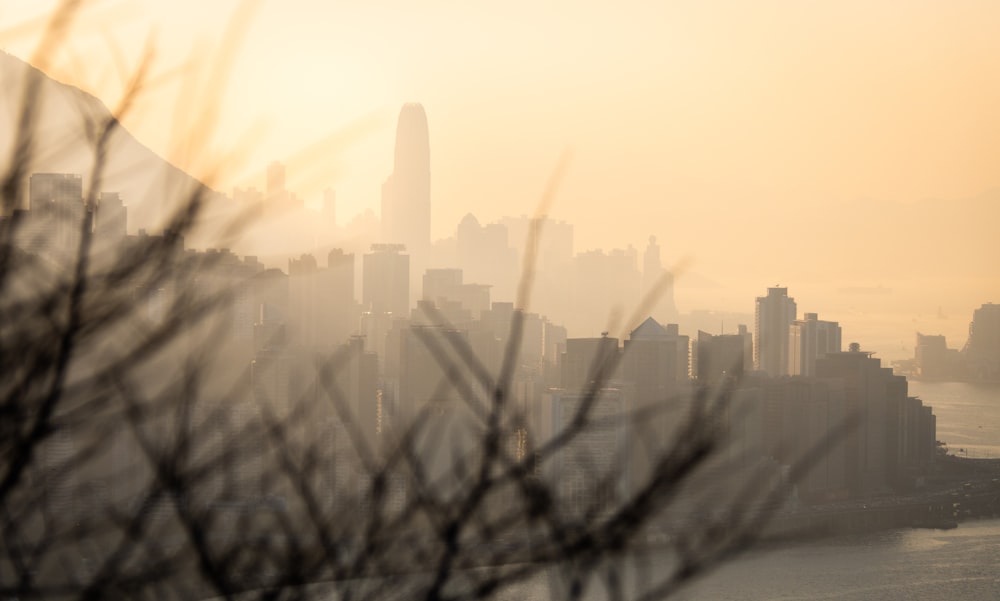 silhouette of grass during sunset