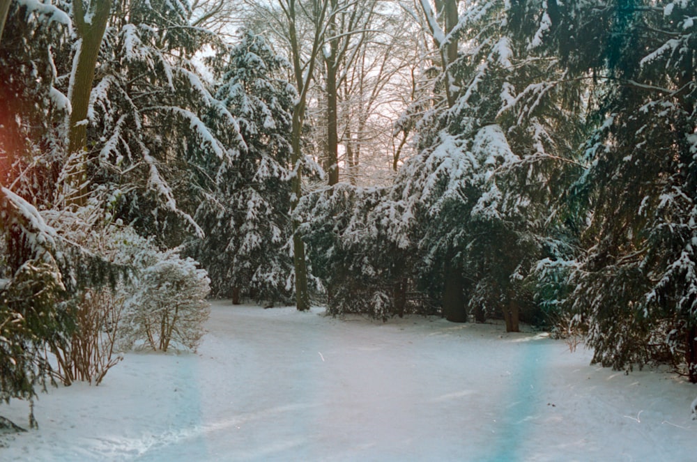 snow covered trees during daytime