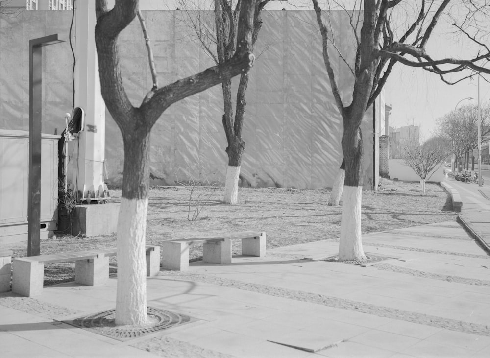 grayscale photo of tree on the park