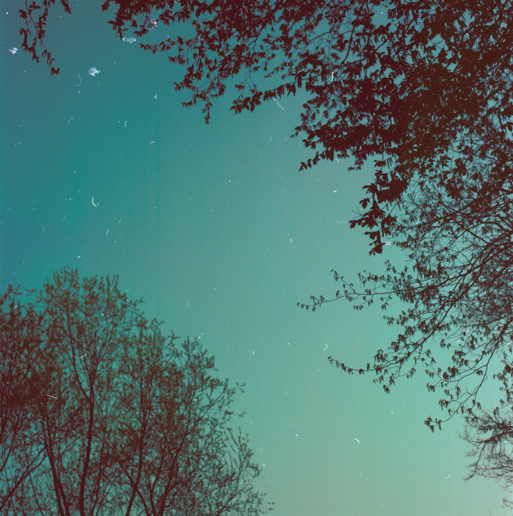 silhouette of trees under blue sky during night time