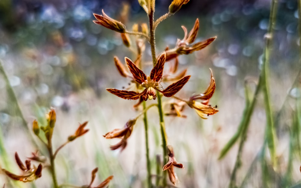 brown plant in tilt shift lens