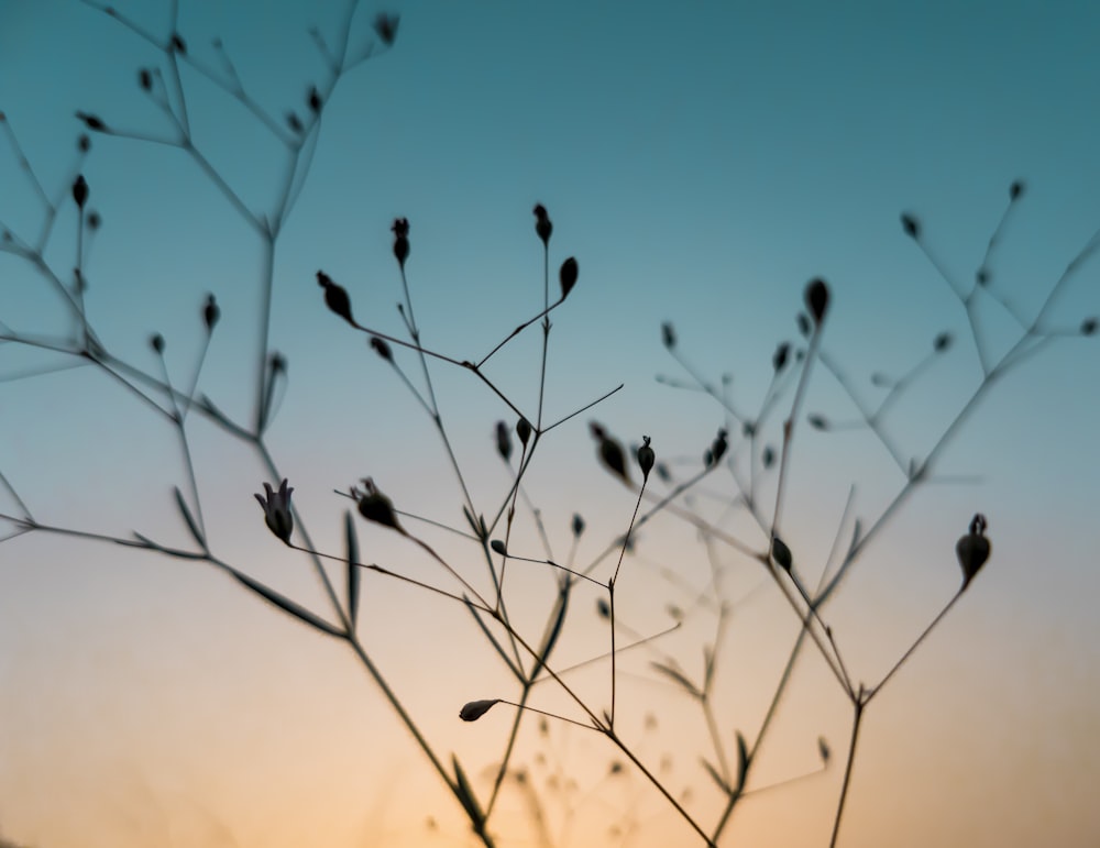 black and white birds on tree branch during daytime