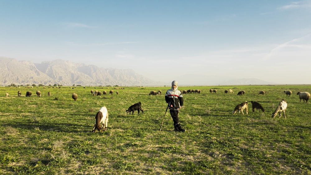 man in white shirt standing on green grass field with white and black sheep during daytime