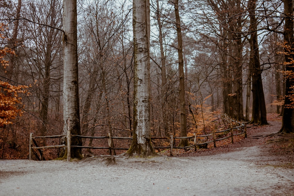 a wooden fence in the middle of a forest